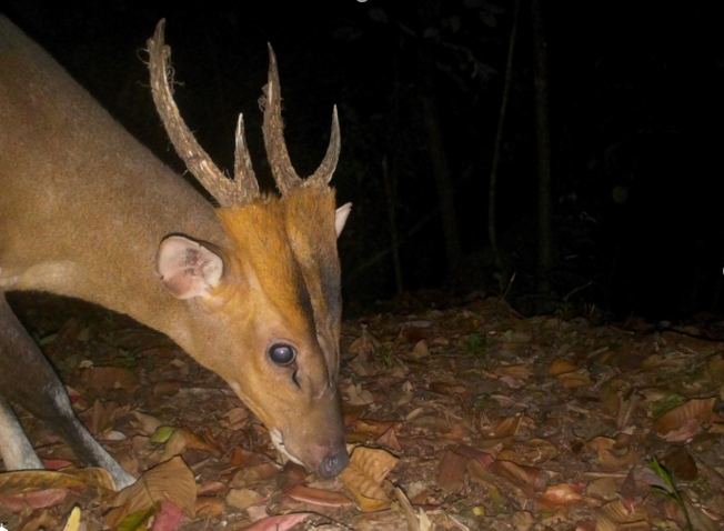Mang lớn (Megamuntiacus vuquangensis) 
