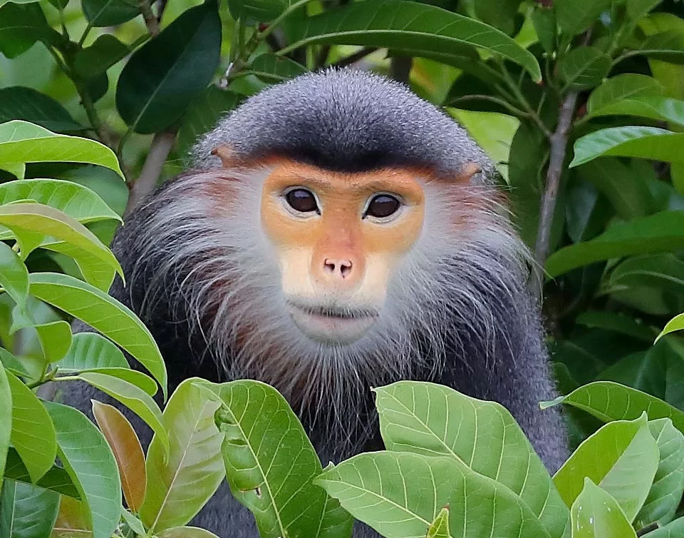 Voọc chà vá chân nâu